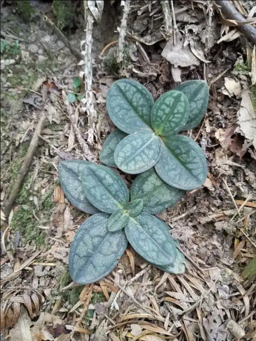 民间草药--双蝴蝶(肺形草)