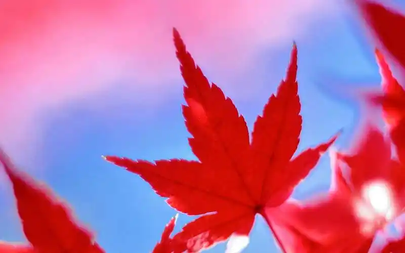 秋天红叶美景图