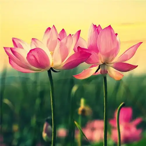 适合一辈子风景头像图片 高清值得一辈子不换的头像风景_风景微信头像