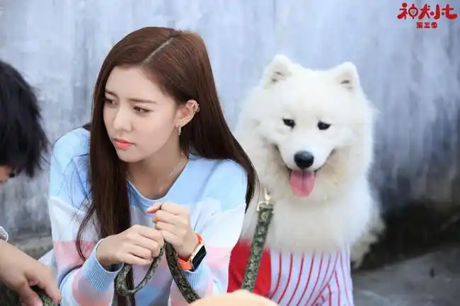 宋妍霏神犬小七3高燃进阶硬核输出爱与温暖