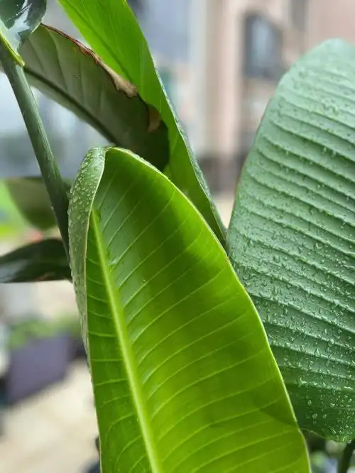 天堂鸟的新叶子怎么是窝起来的