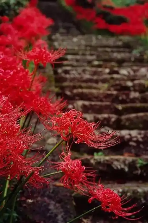 花物语卷③彼岸花那是恶魔之花也是天界之花