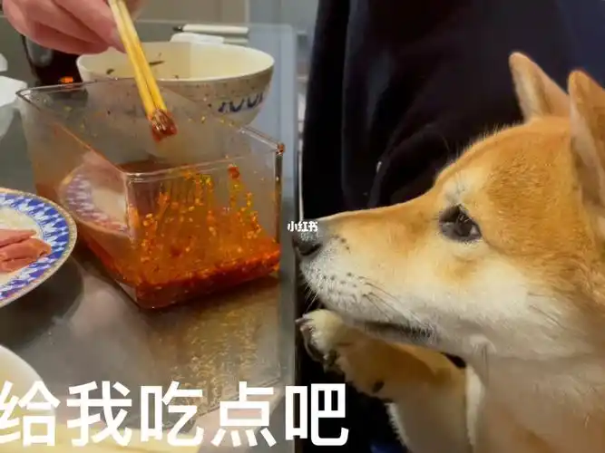 二胖给我吃点吧求求了