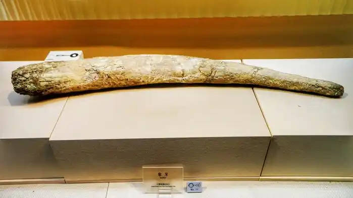 三星堆遗址祭祀坑共出土80多枚象牙,经鉴定为亚洲象的门齿.