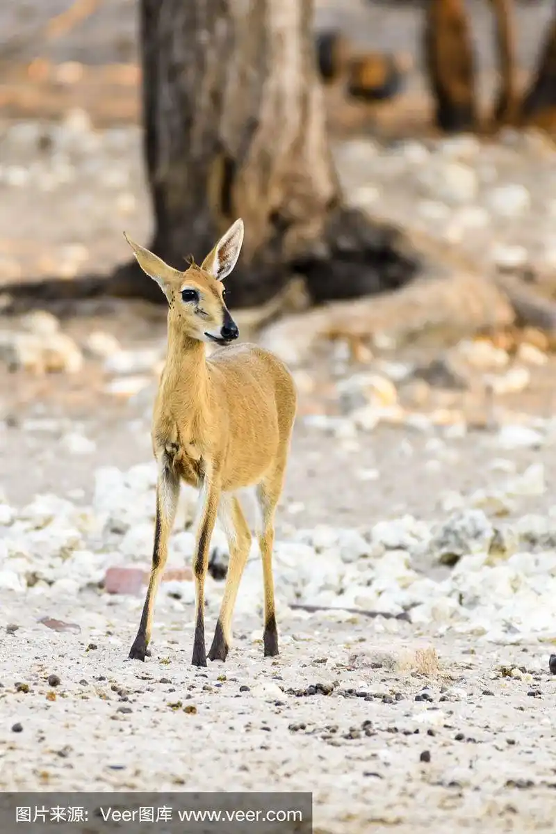 纳米比亚常见的小羚羊,是非洲最小的羚羊之一,只有50厘米高.