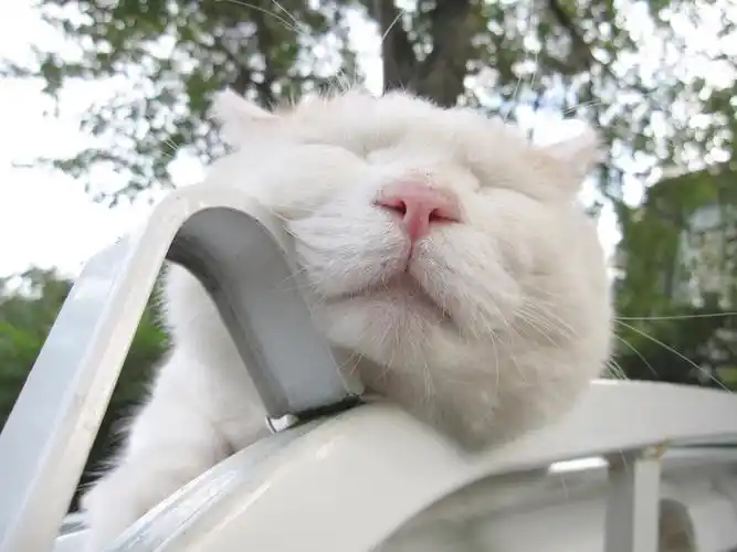 猫,喵星人,猫叔,可爱,眯眼,趴着猫壁纸图片