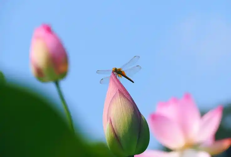 7.24.木鱼山庄,拍蜻蜓与荷花