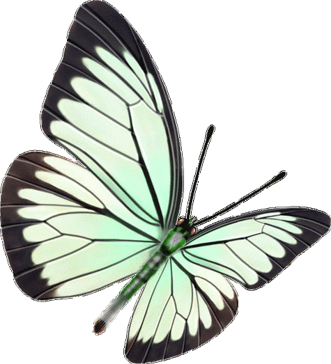 【透明png素材篇】惟妙惟肖高清漂亮的免抠图蝴蝶 2