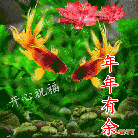 最美的金鱼动态图.祝福大家金玉满堂,年年有余!