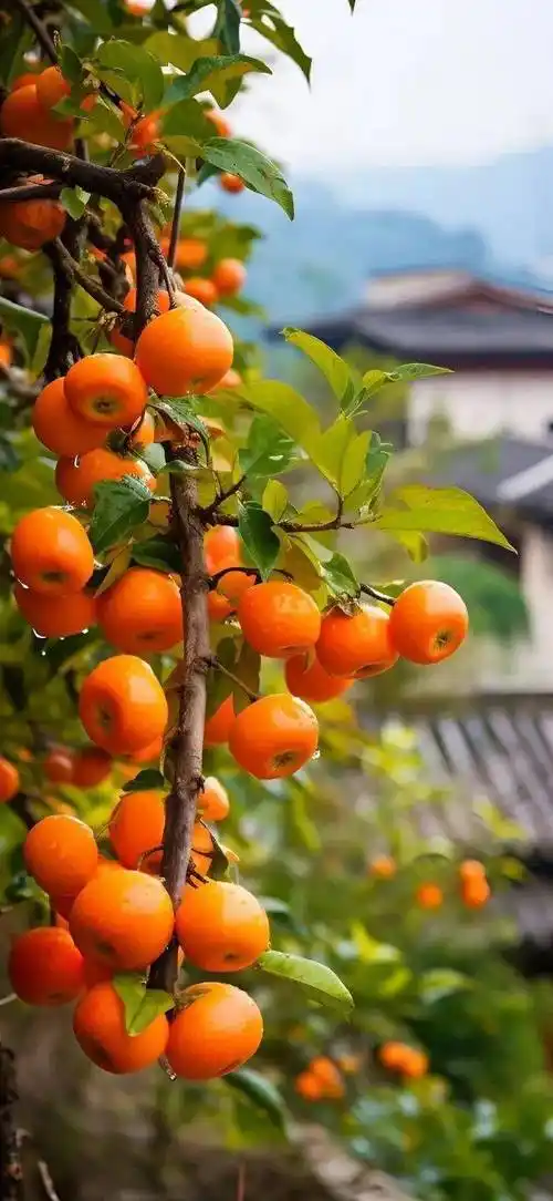 壁纸丨高级感拉满363436373039漂亮壁纸 676767