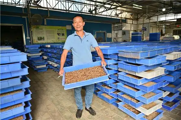 在林远全的大麦虫养殖基地,一股温热微甜的麦麸香气扑面而来,300多