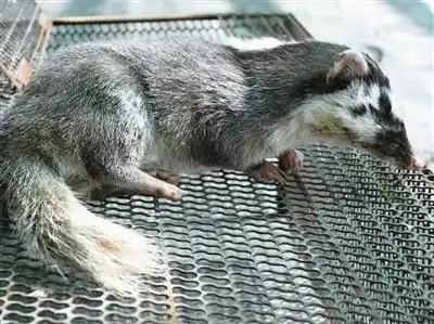 瓯窑小镇发现一小动物"脸像鼠鼻似猪"