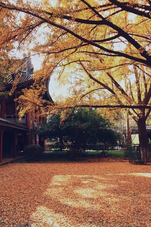 最美校园南京师范大学的深秋