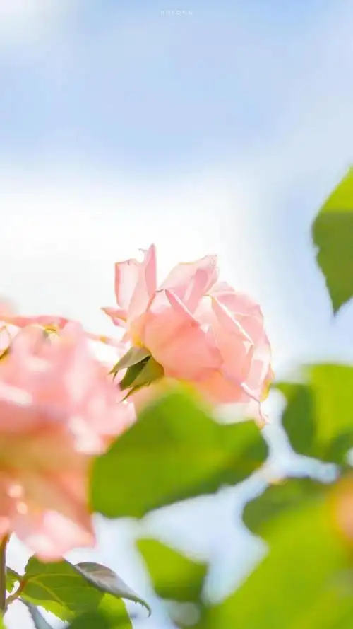 小清新风月季花唯美风景,高清图片,手机锁屏桌面-壁纸族