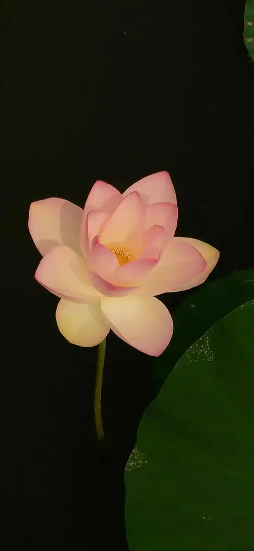 荷花象征纯洁,清清白白,气质高雅