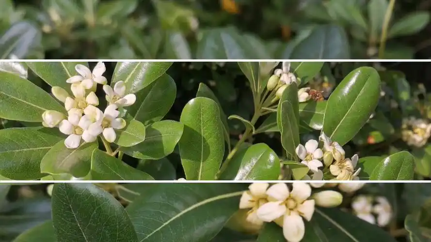 清平乐之海桐~七里香~第一朵花_哔哩哔哩 (゜-゜)つロ 干杯~-bilibili