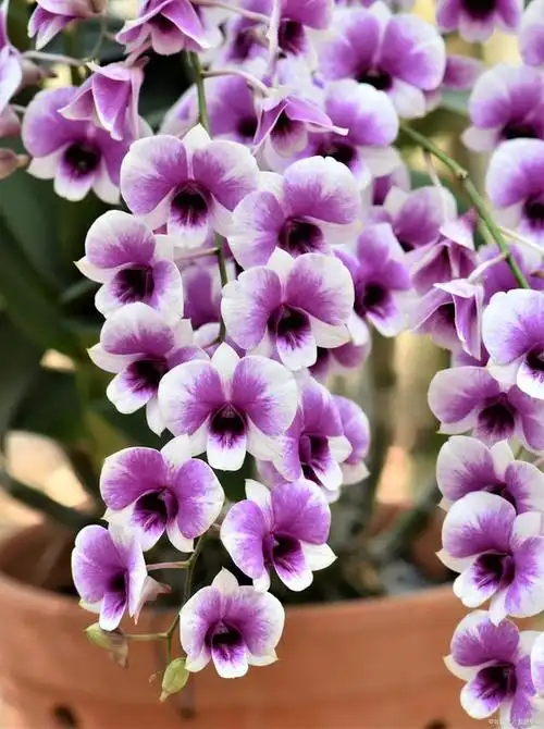 紫罗兰(viola spp.