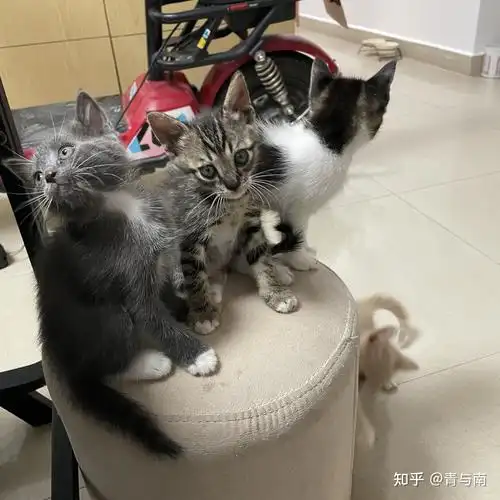 英短和田园猫混种会生什么猫? - 知乎