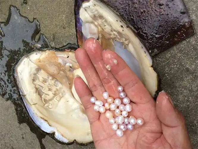 现捞现发天然淡水珍珠蚌10年珍珠大河蚌养殖场包邮珍