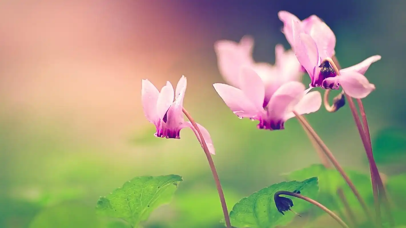 唯美花朵摄影高清壁纸_漂亮的微距花朵