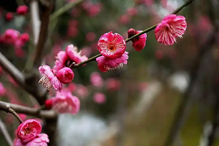 寒香国里你最红——朱砂梅