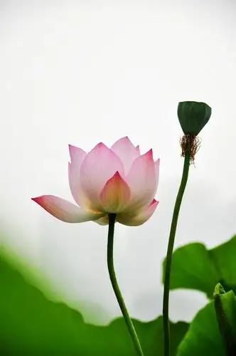 6月26号再拍莲花池荷花