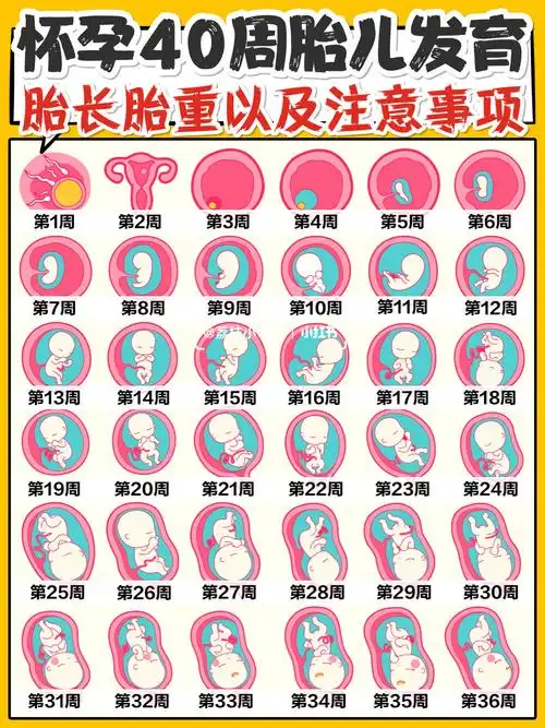 孕期1-40周|胎儿发育全过程变化和b超单解读!