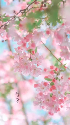 唯美森系小清新手机壁纸聊天背景超清壁纸