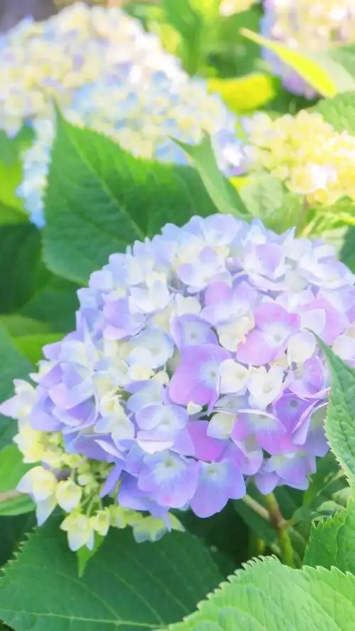 壁纸分享,我最喜欢的绣球花