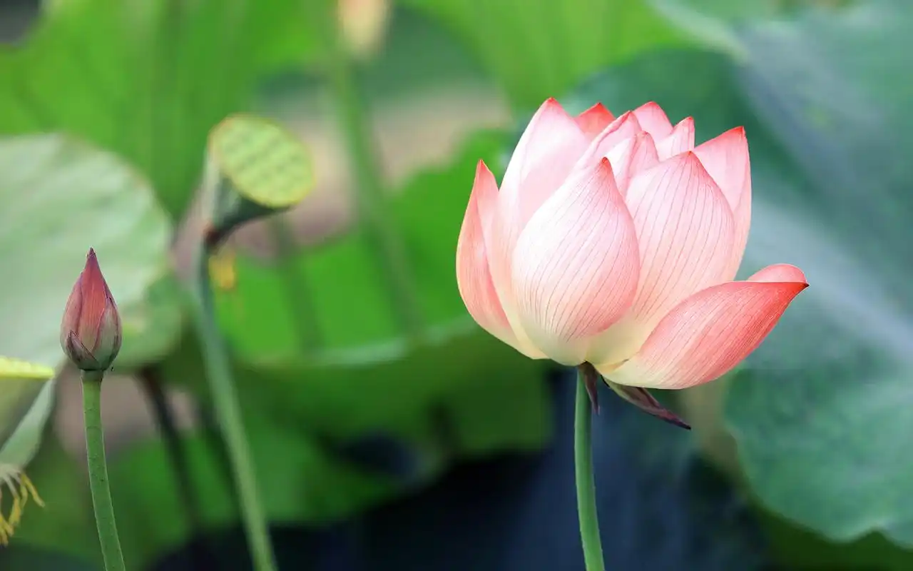 夏日荷花唯美高清图片桌面壁纸