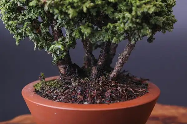 怡景园 日本小品石化桧 微型盆景高档盆栽 实物拍摄 仅此一盆