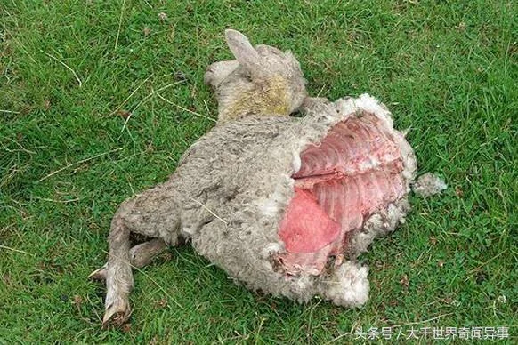 1967年美国中部各州纷纷出现大批农场牛羊马被发现暴尸荒野.