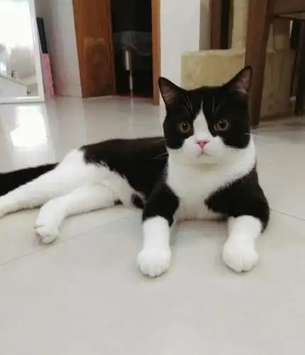 黑白公英短,绝育 or?