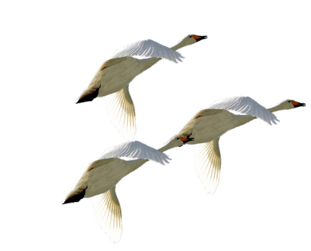 800_646gif 动态图 动图