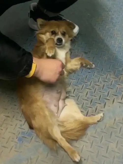 帮转求扩散常州狗狗寻主人怀孕了快生06