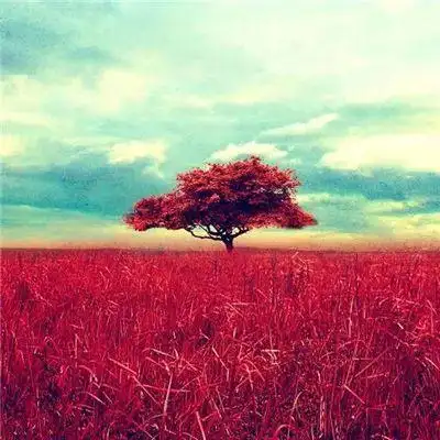 微信头像 | 能带来好运的微信头像图片