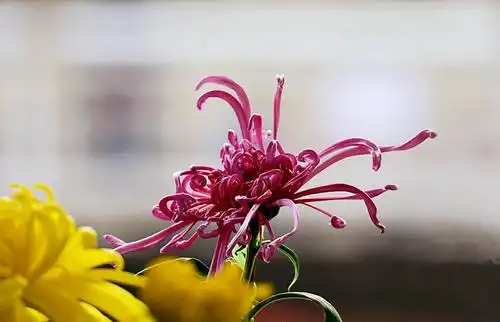 《秋菊》 2019年秋月