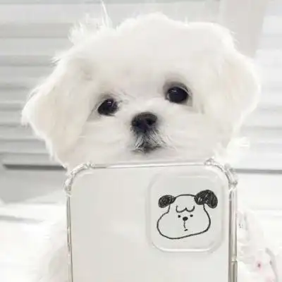 2021最新头像可爱萌宠高清图片_动物头像_美头网