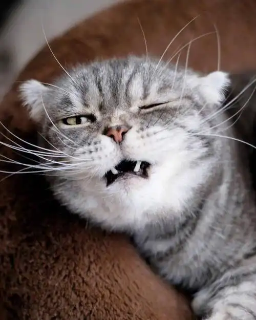 超奶凶的折耳猫咪:人家超凶的呢,喵呜 zt