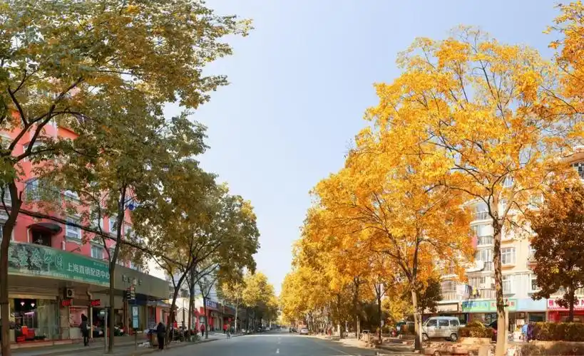 【科普】申城的行道树,为什么会选择这些品种?
