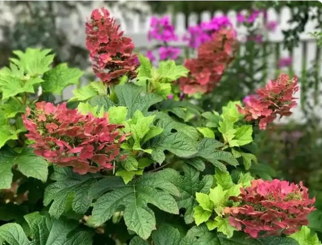 栎叶绣球红宝石拖鞋 红宝石拖鞋是一款紧凑的栎叶绣球,拥有耐寒-25