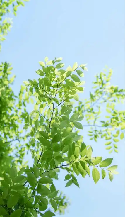 超养眼的绿色清新质感壁纸超美 暧昧期真美好恋爱了反而不浪漫了