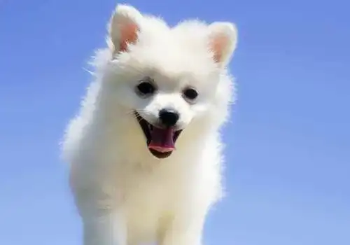 软萌治愈小奶狗图片_会卖萌的小奶狗_可爱图片_