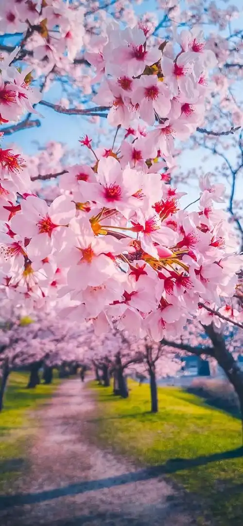 春天的气息 - 堆糖,美图壁纸兴趣社区