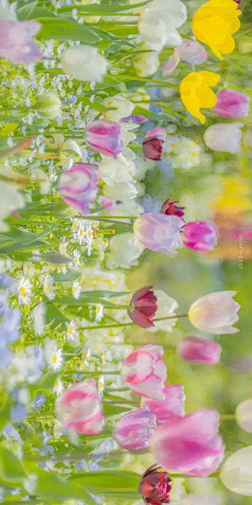 背景 壁纸 花 桌面 690_1380 竖版 竖屏 手机