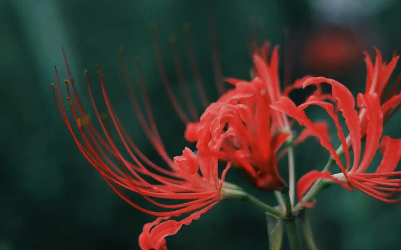 唯美护眼彼岸花图片桌面壁纸