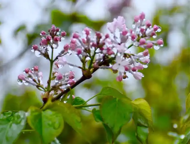 雨中丁香