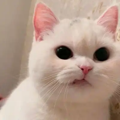 可爱猫咪微信优质头像畅游爱河滴水不沾