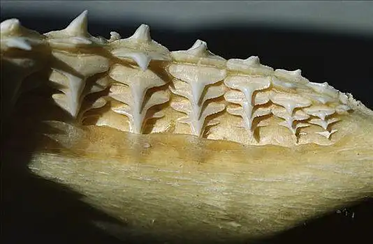 雄性动物,鲨鱼,牙齿,佛罗里达