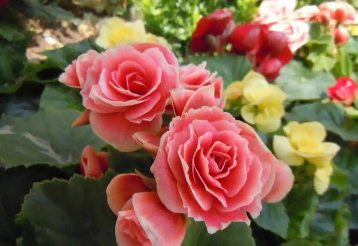 丽格海棠开花非常的漂亮,可是这种花太娇气,不耐高温